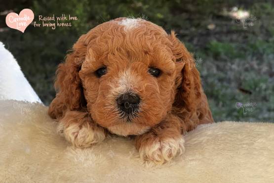 Cavoodle Puppy for Sale
