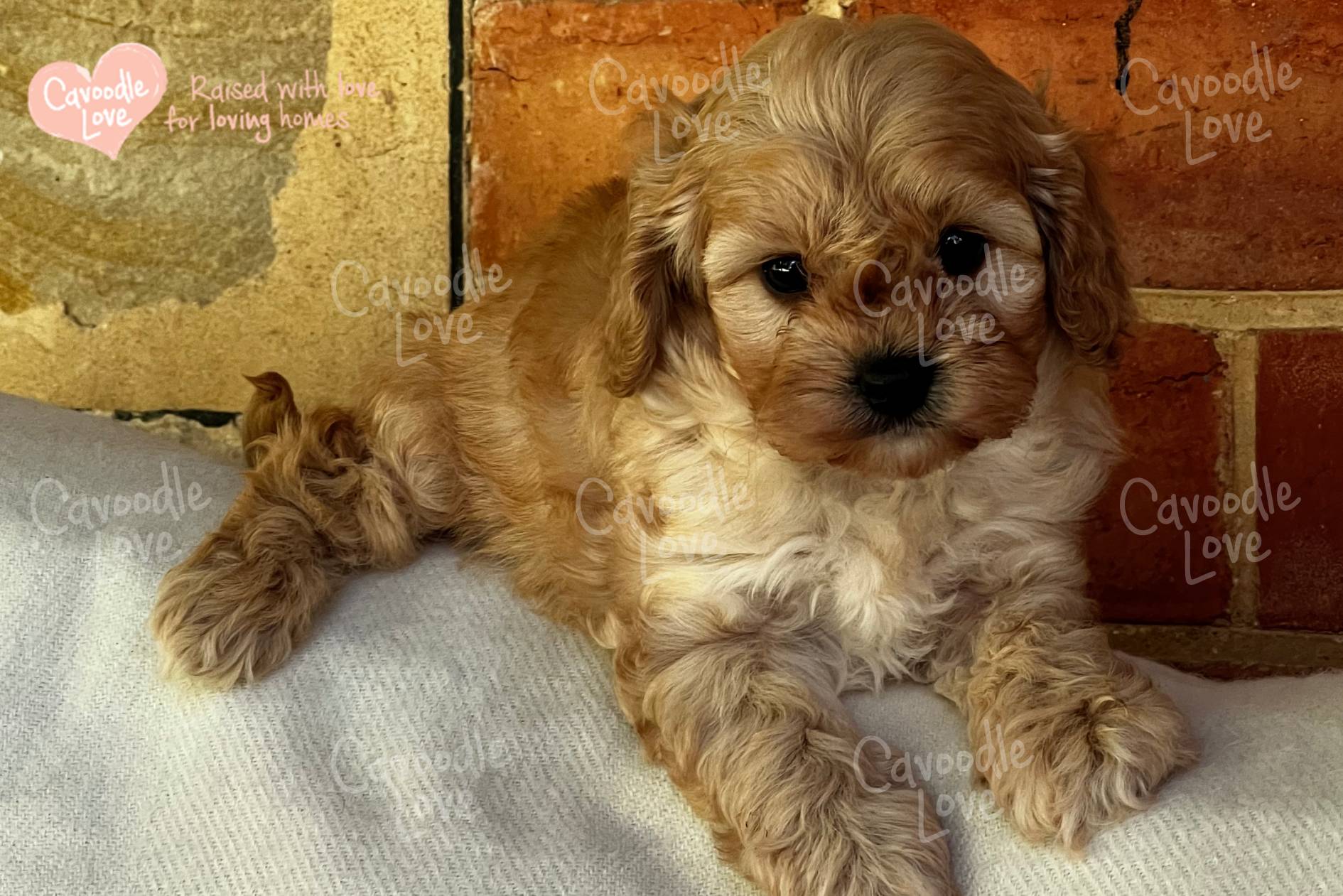 Cavoodle Puppy for Sale