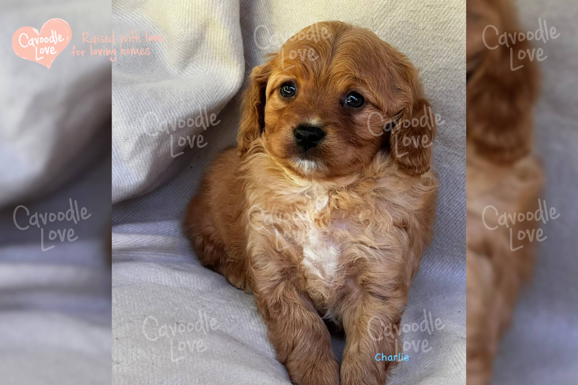 Cavoodle Puppy for Sale