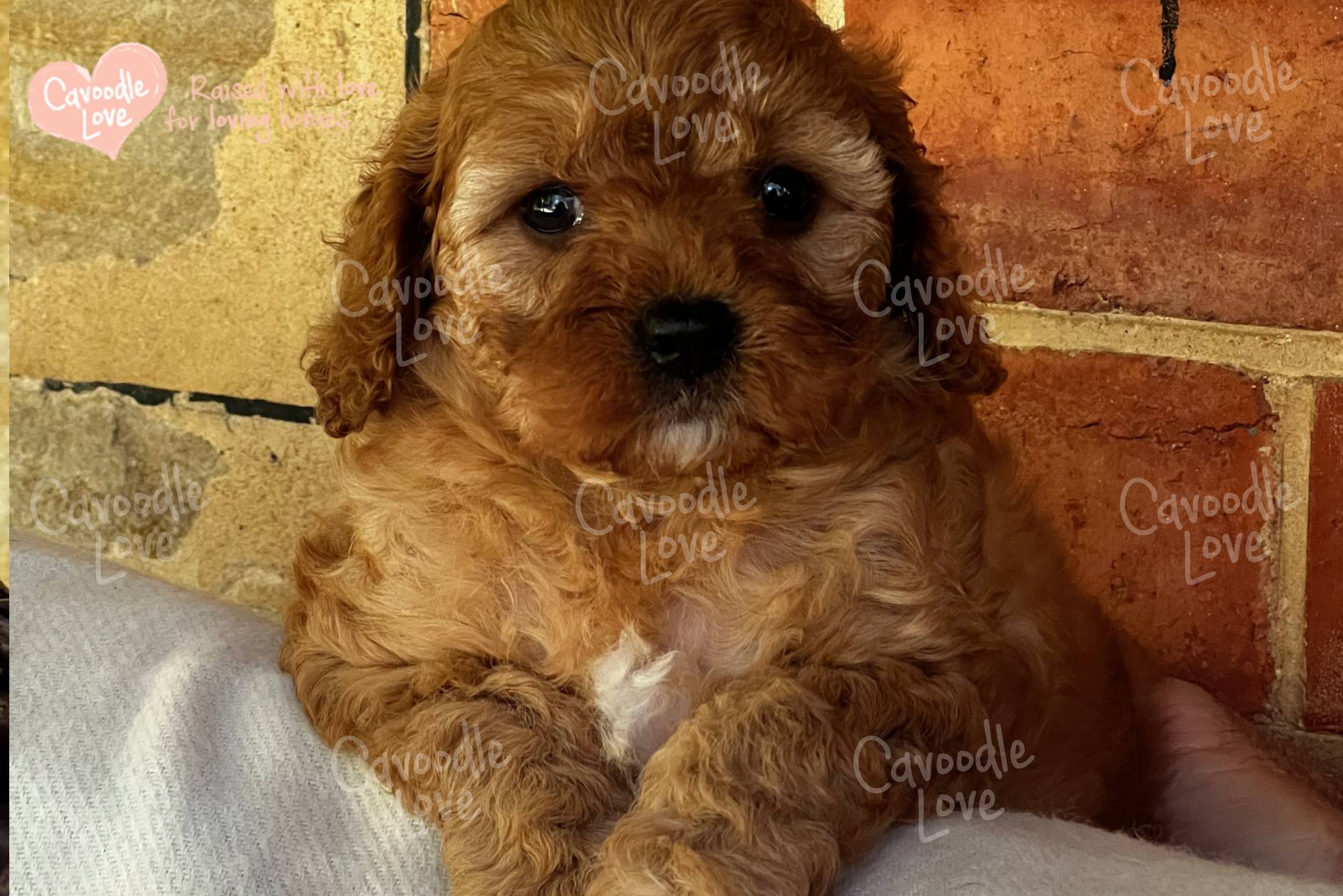 Cavoodle Puppy for Sale