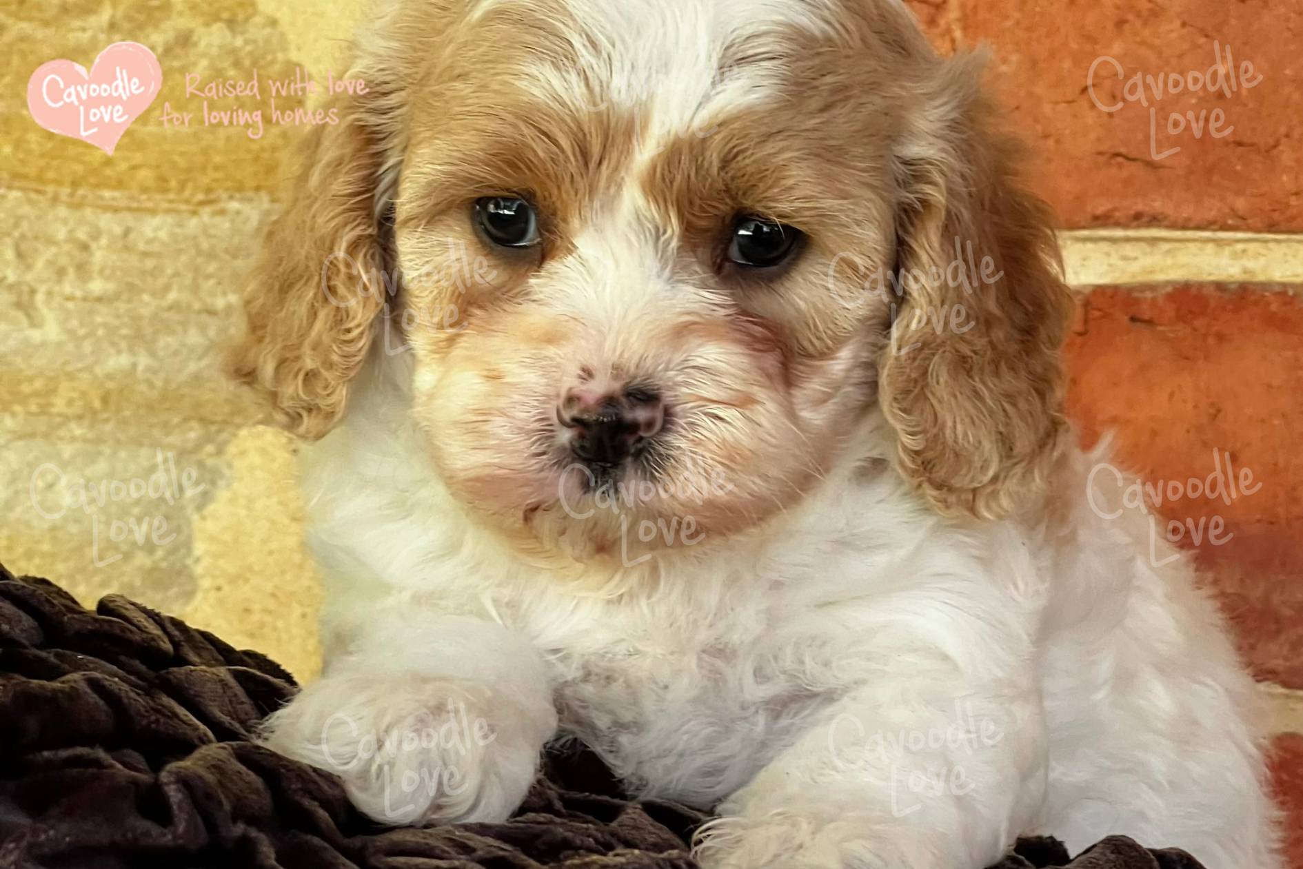 Cavoodle Puppy for Sale