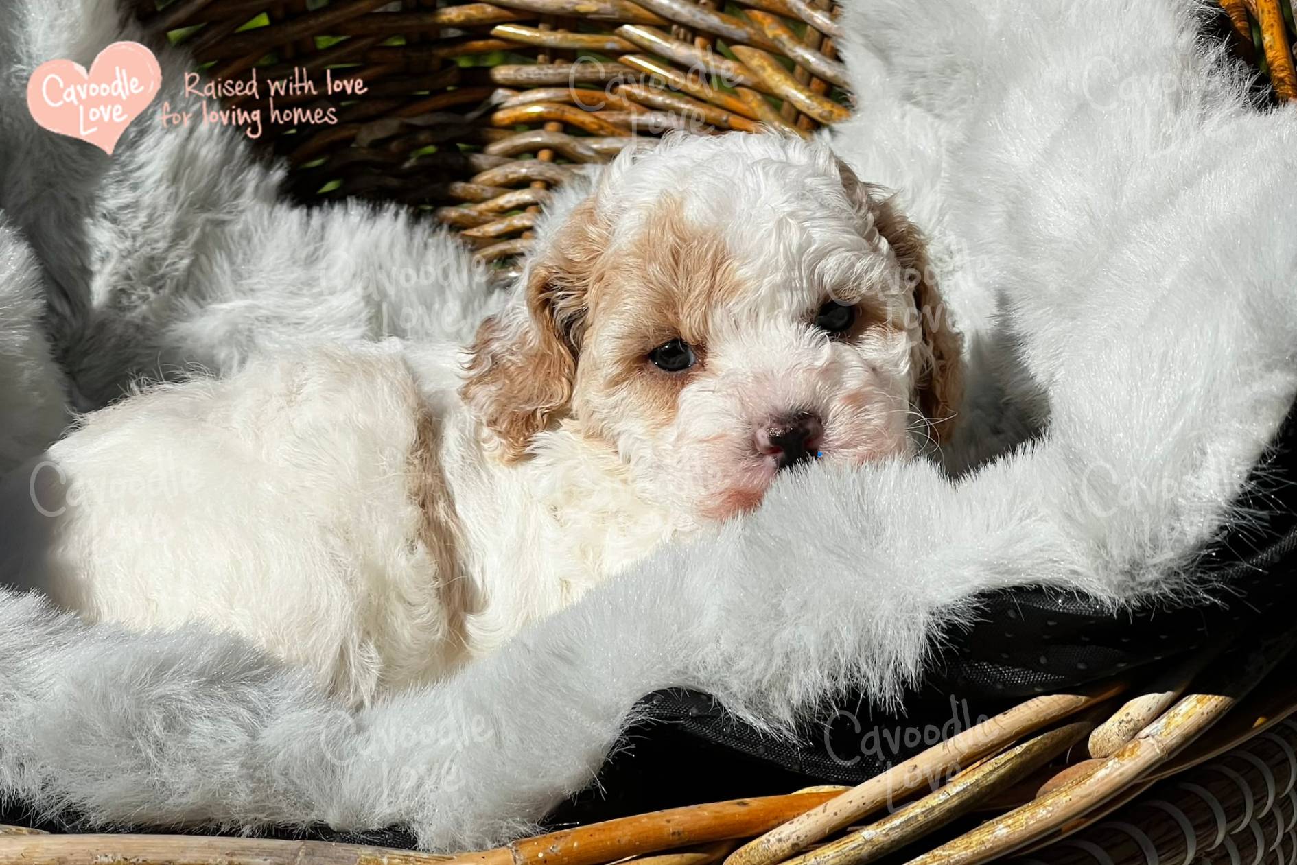 Cavoodle Puppy for Sale