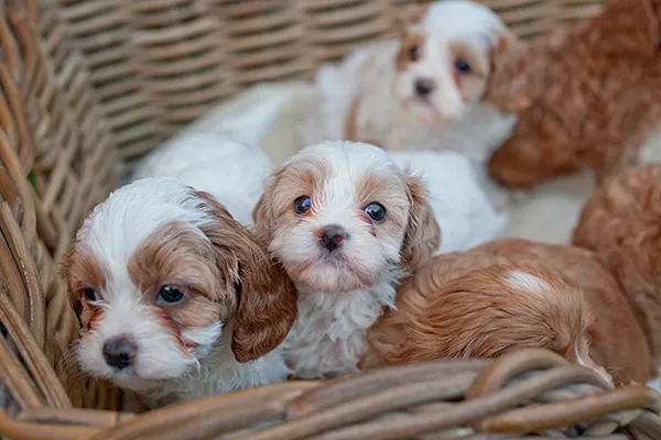 cavoodle puppies