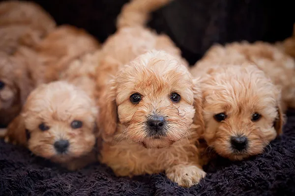 Cavoodle 2024 love puppies