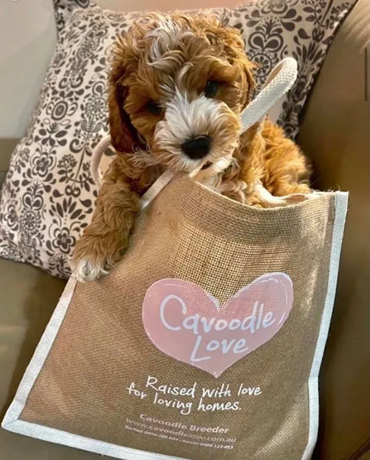 Cavoodle intelligence best sale