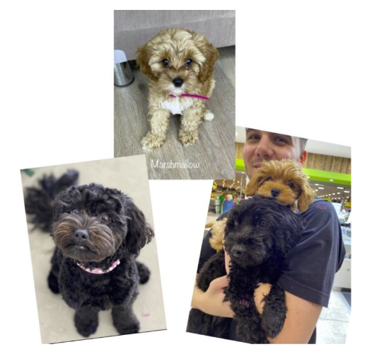 Nsw Sydney Cavoodle Puppies